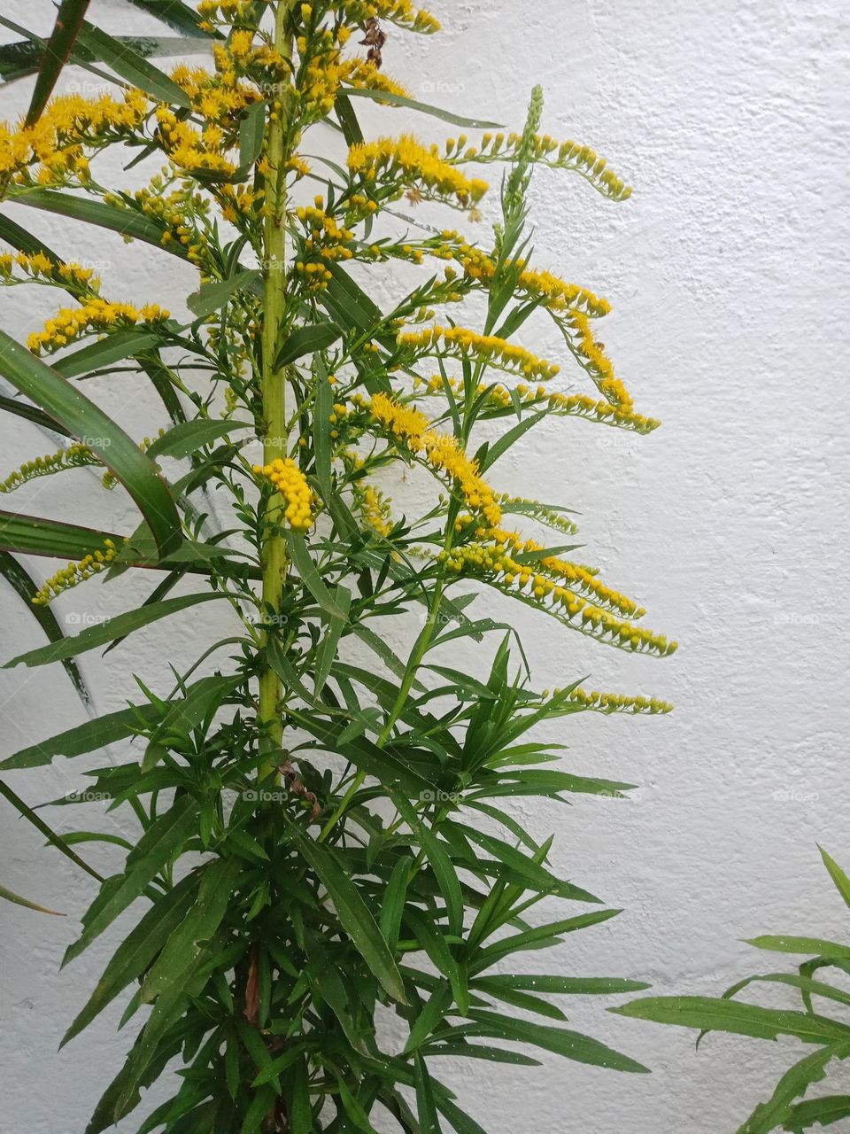 Arnica (Solidago microglossa),  medicinal plant with leaves and flowers