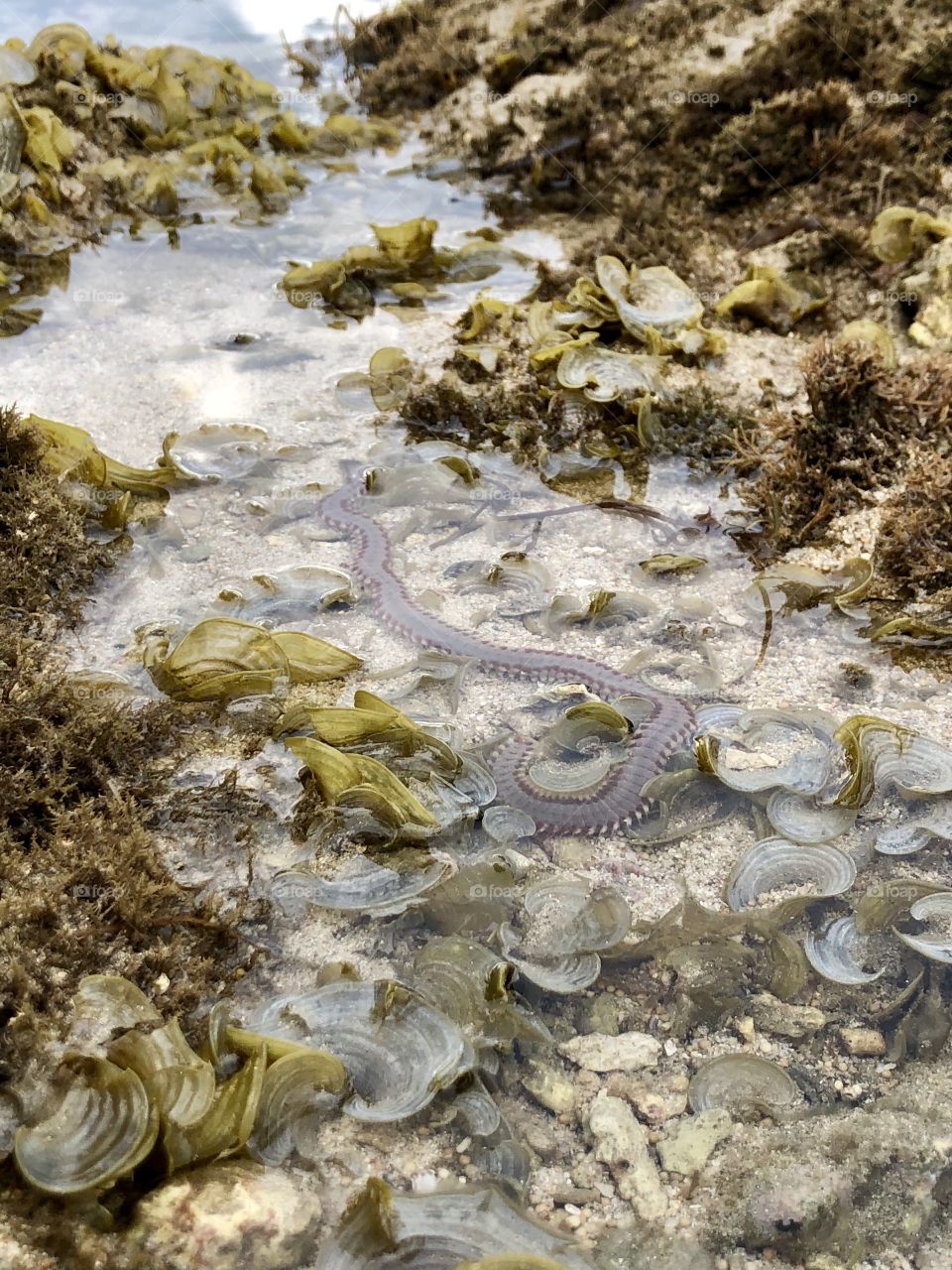 A sea centipede in the waters of Nusa Dua, Bali, Indonesia. 