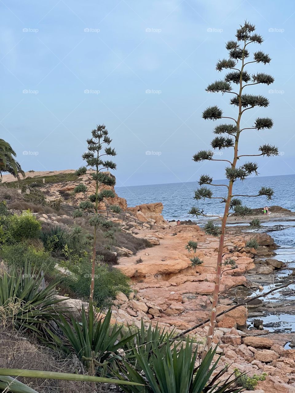 Rocky beach promenade with local flora towards sunset, Torrevieja Spain 