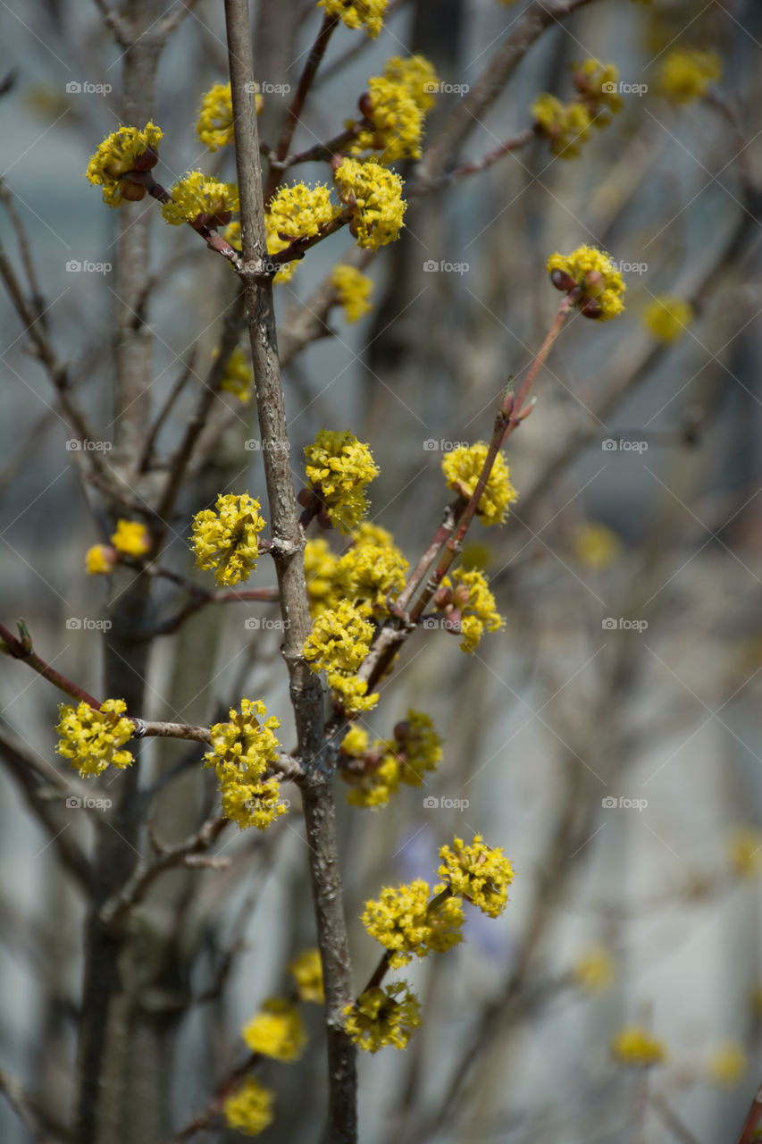 yellow flowers