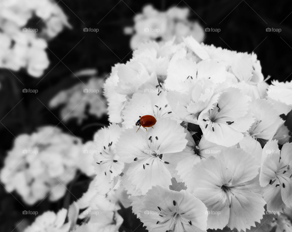 Cycloneda polita (polished ladybug)