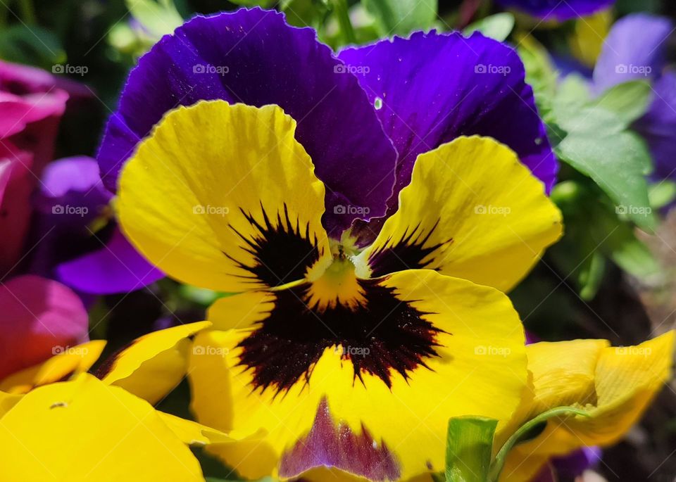 Complementary Colors, Flower