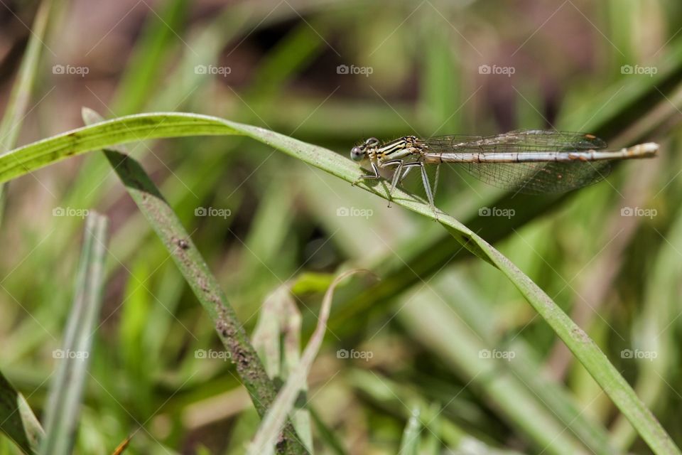 Dragonfly on grass