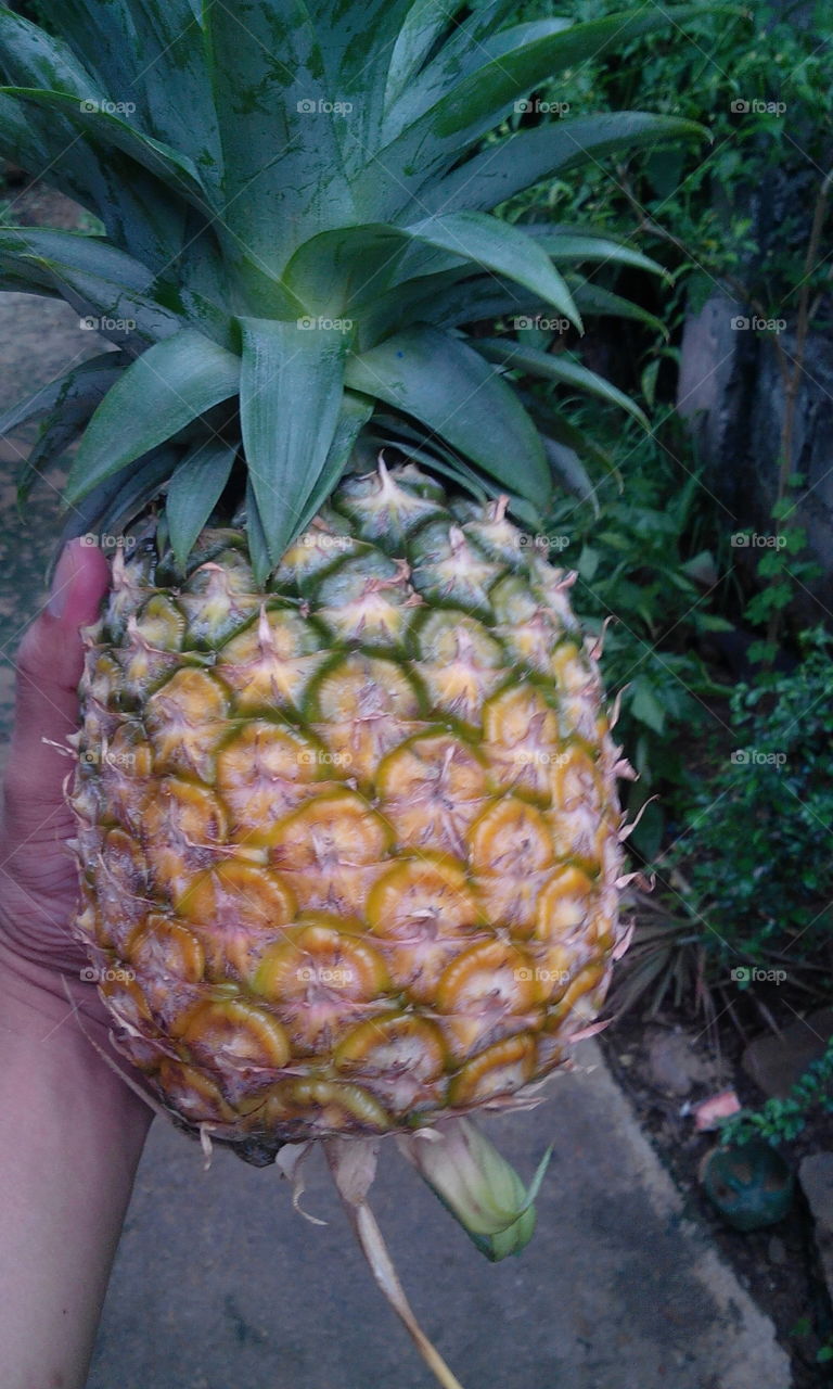 pineapple