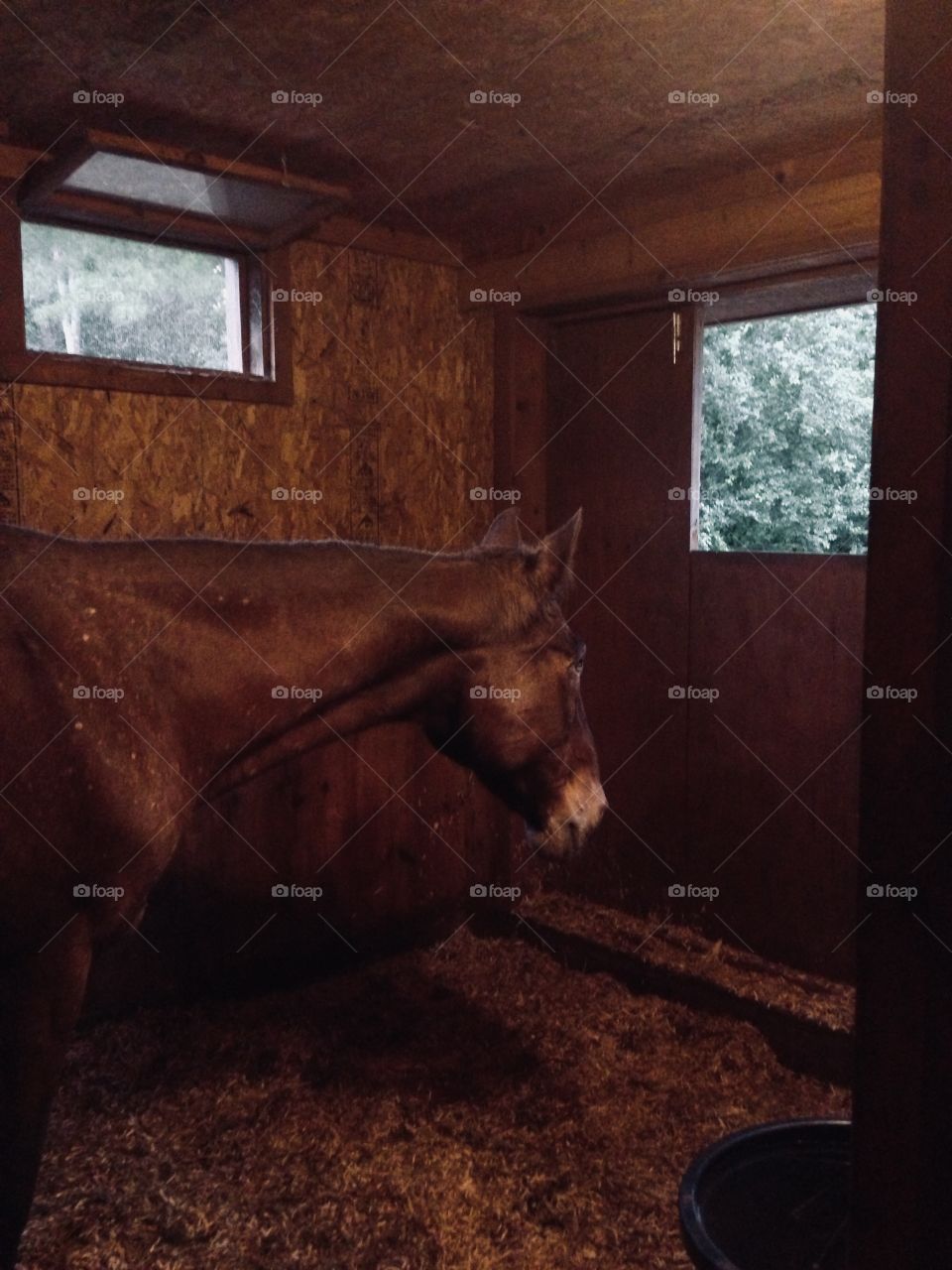 Appaloosa gazing dreamily out of the stall window 