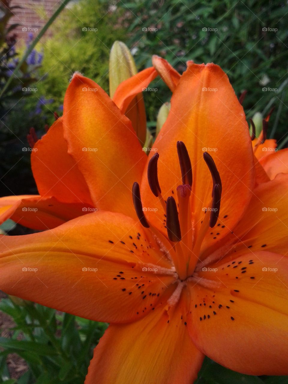 Orange Lilly. The brightest bold color now showing. 