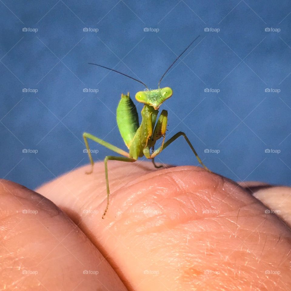 Tiny Praying Mantis