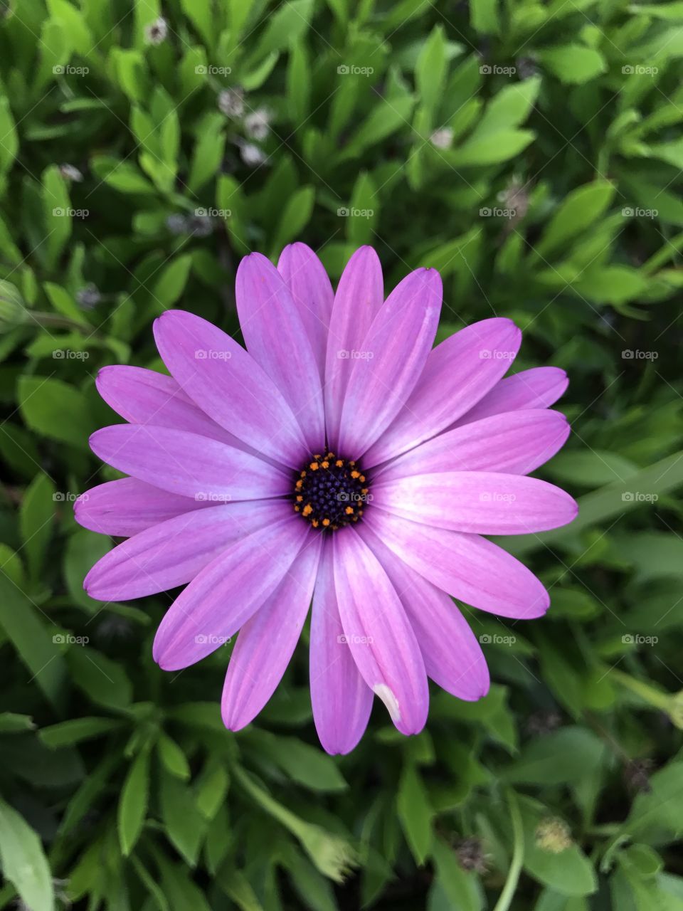 Beautiful pink daisy in full bloom