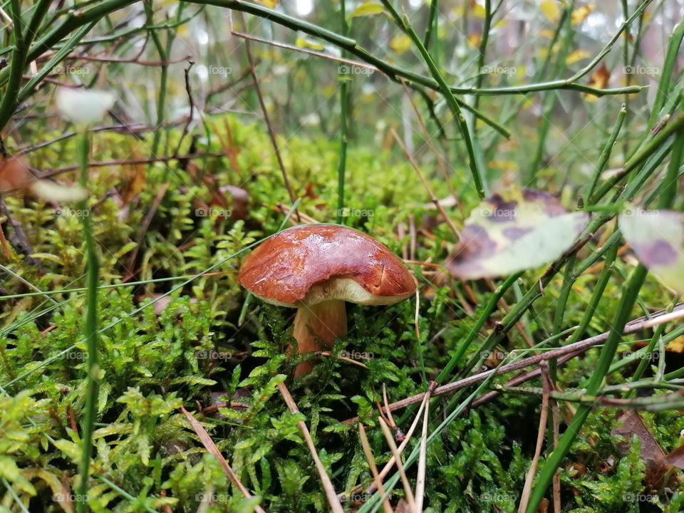 Mushroom picking in the forest lovely day in the nature 