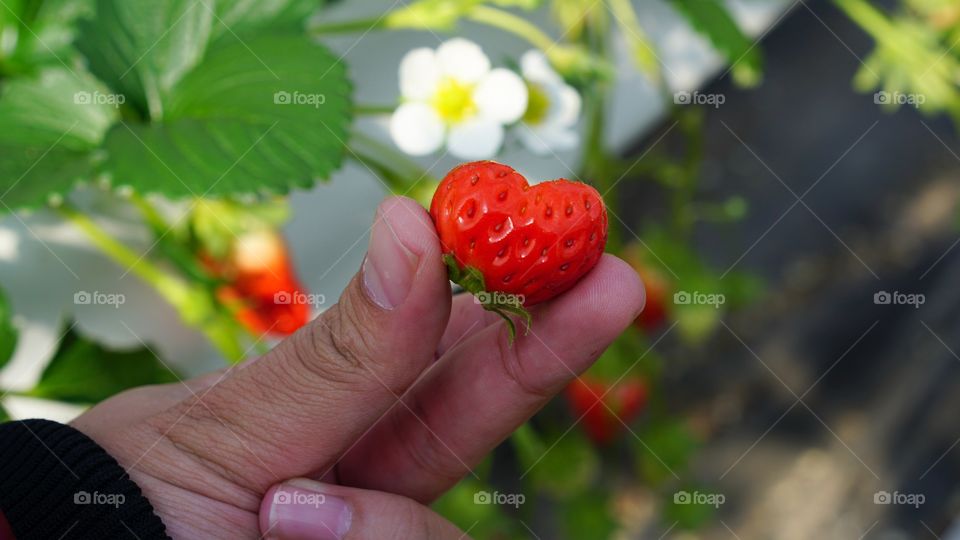 Strawberry