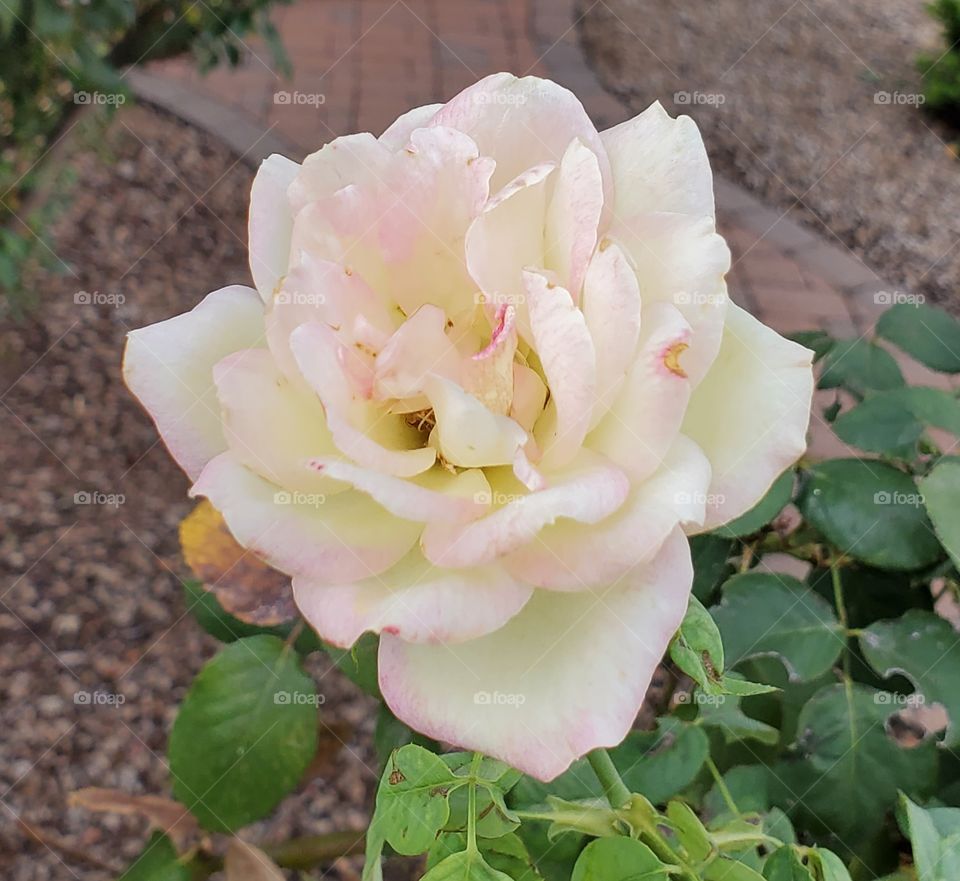 yellow rose turning white with pink tips
