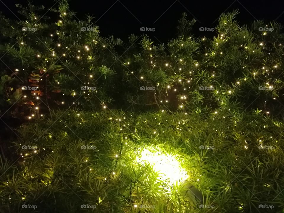 Fairy lights in the garden