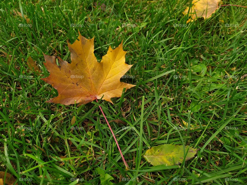 Autumn Leaf Fallen on Fresh Green Grass Close-up