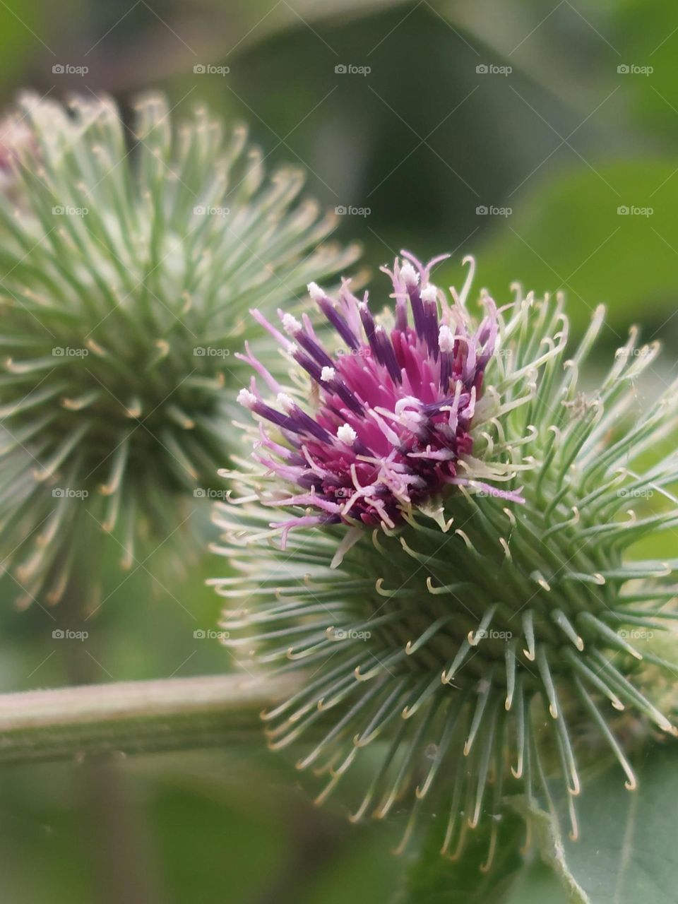 thistle flower