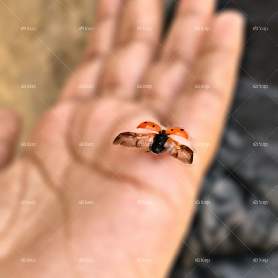 A ladybug sighting has been linked with luck in love, marriage, healing, and newness in life. 