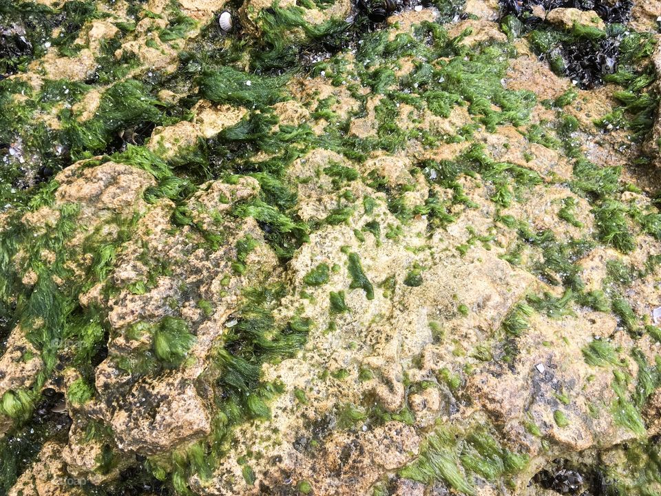 The seaweed and grit on a stone. 