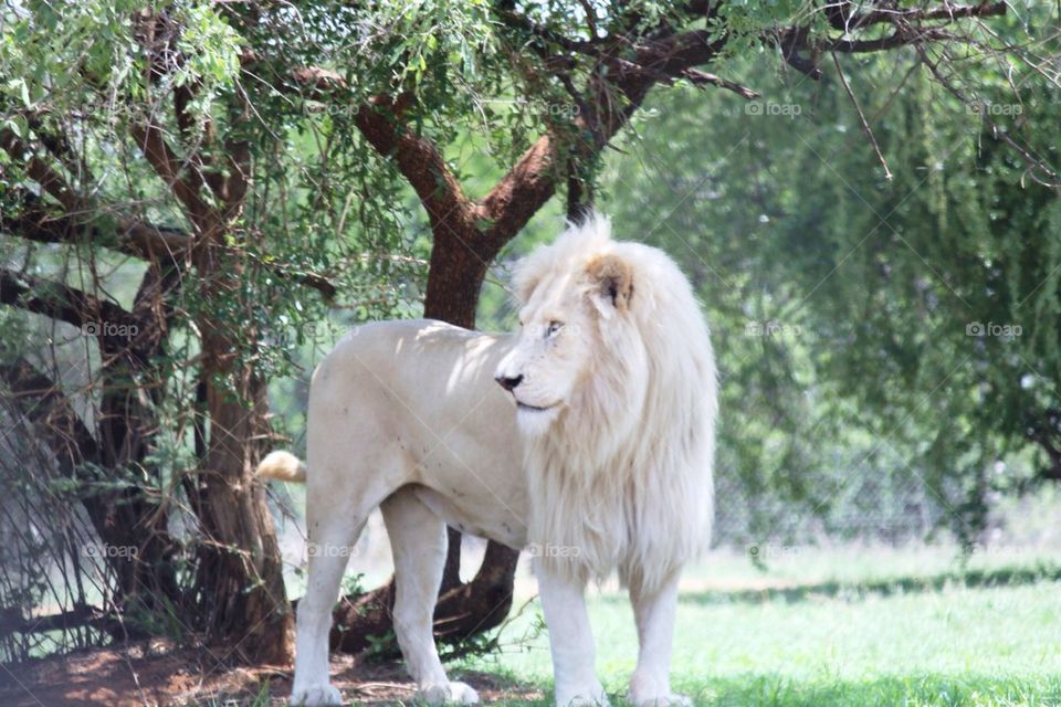 White lion 