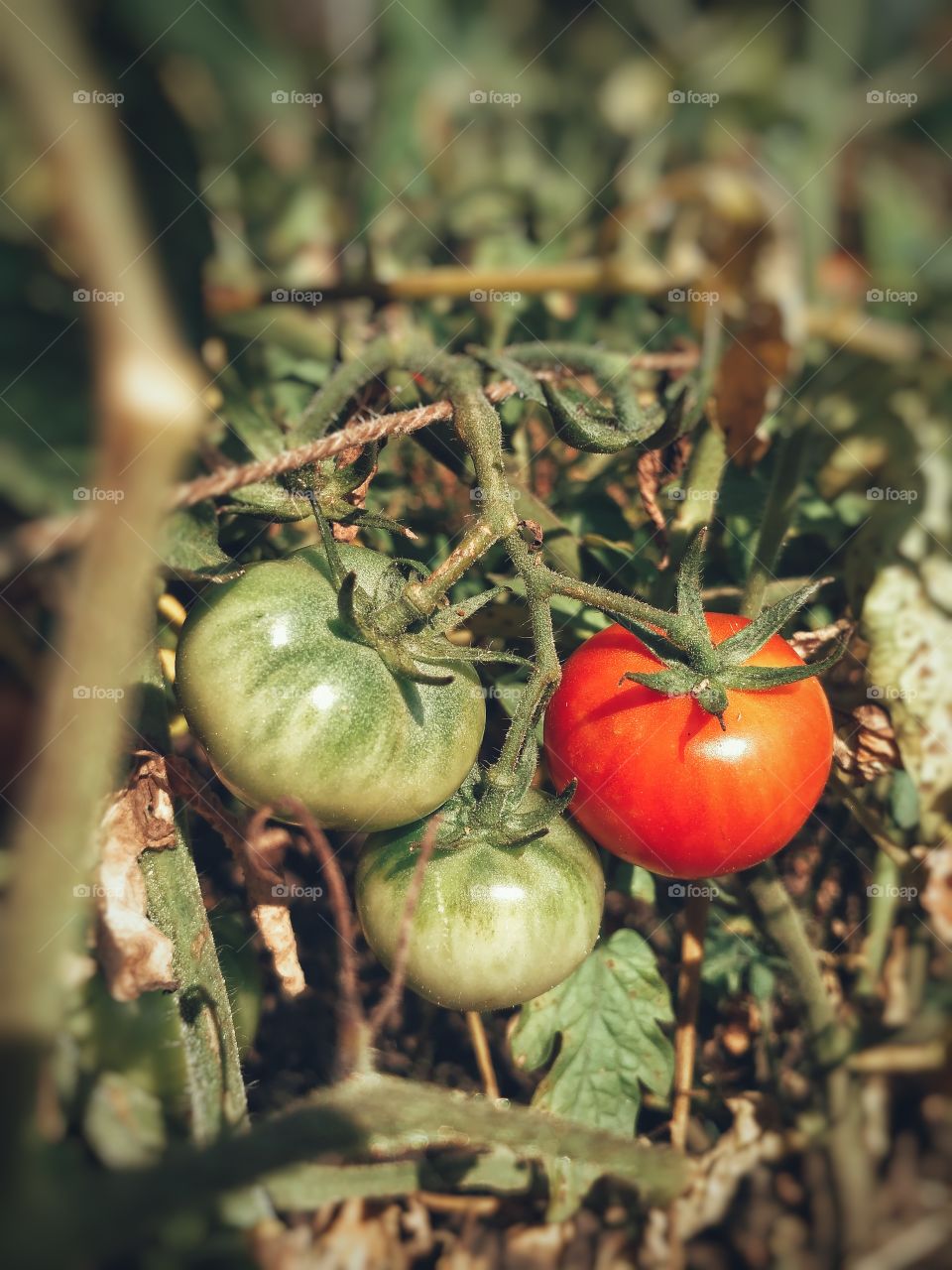 fresh red tomatoes ripen on a bush in the garden