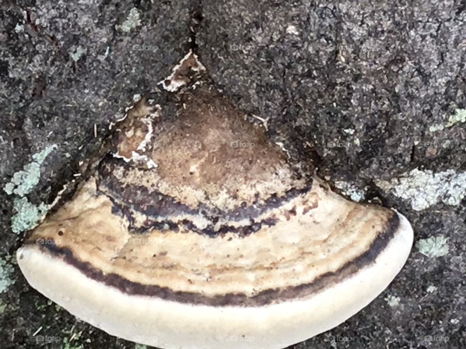 Mushroom growing in the side of a South Georgia tree in the woods. 