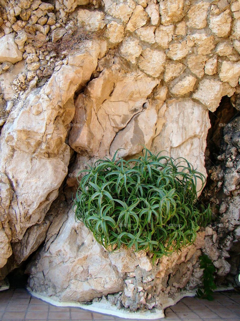 Wall💚 Urban 💚 Plants 💚