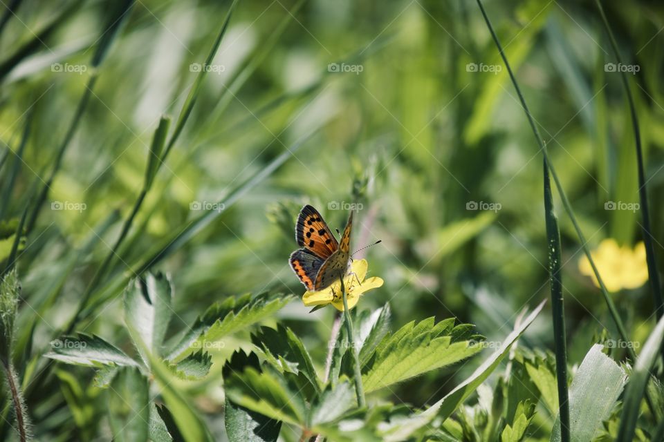 Butterfly on flower 