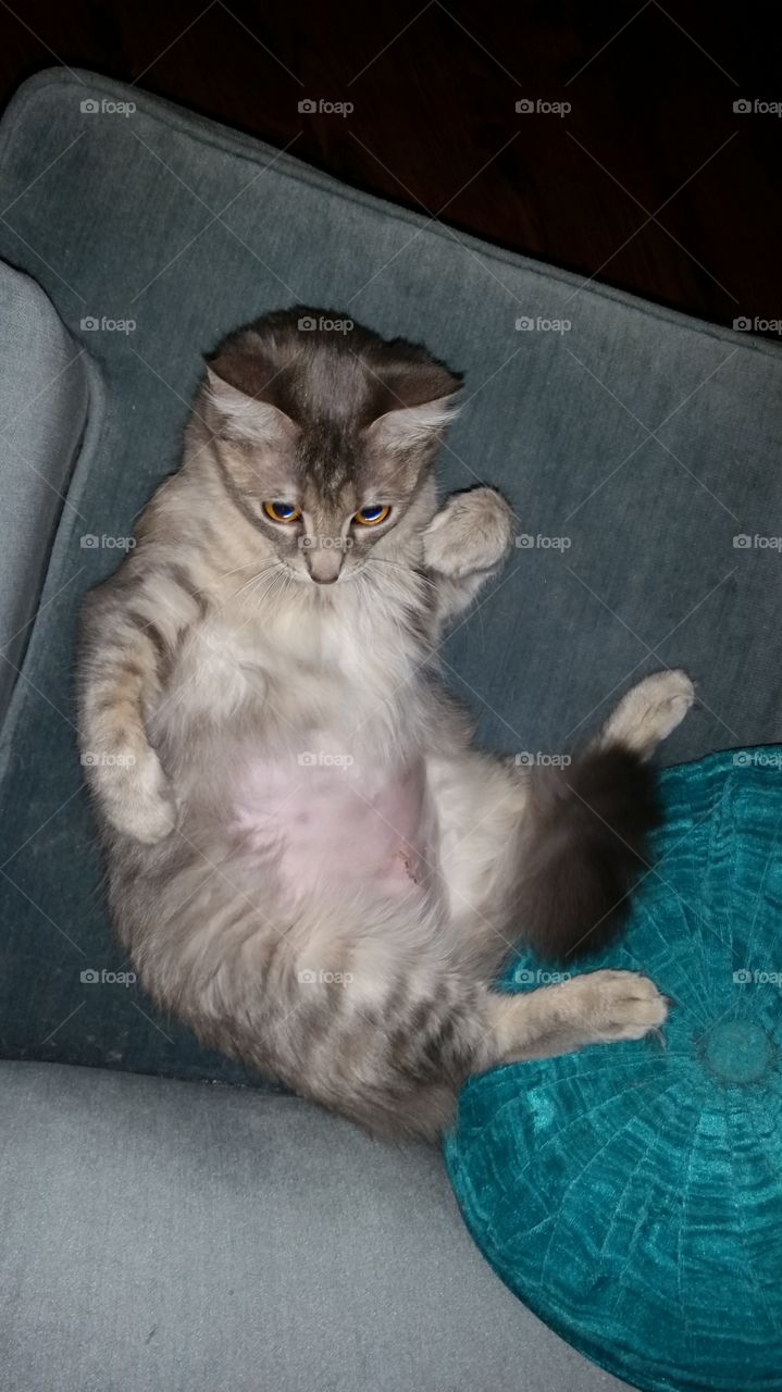 Kitty just got spayed!