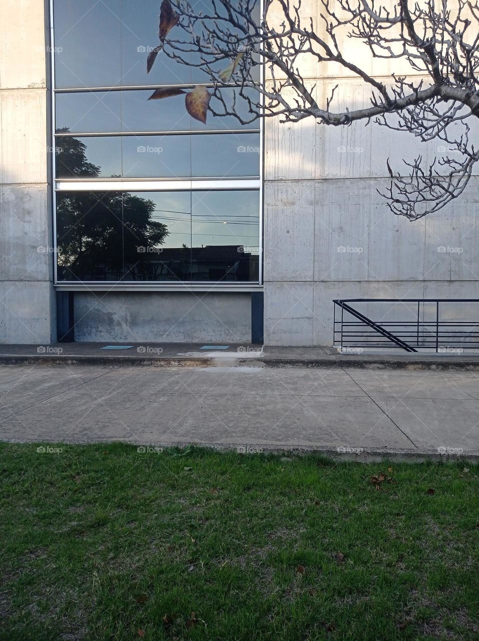 tree reflection on building / reflejo de árbol en el edificio