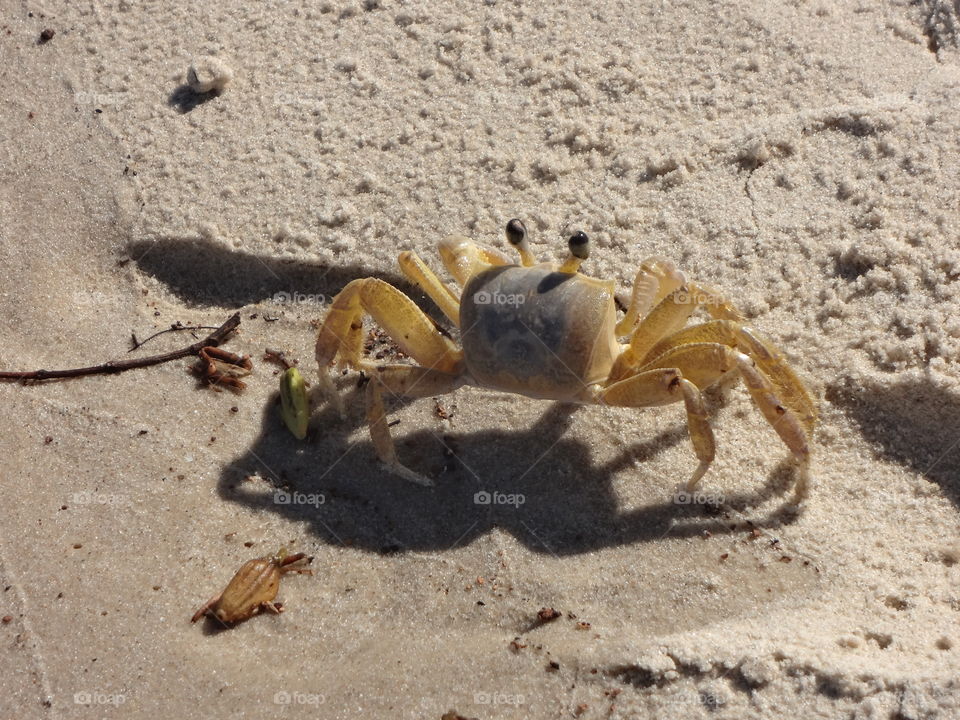 Little crab over the sand on the beach