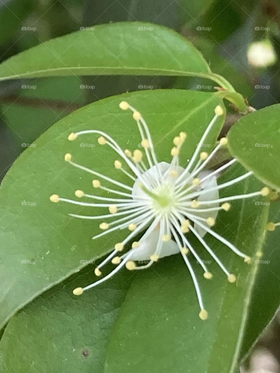 Estruturas florais com pétalas caídas grandes estames com antera amarelinhas. 
