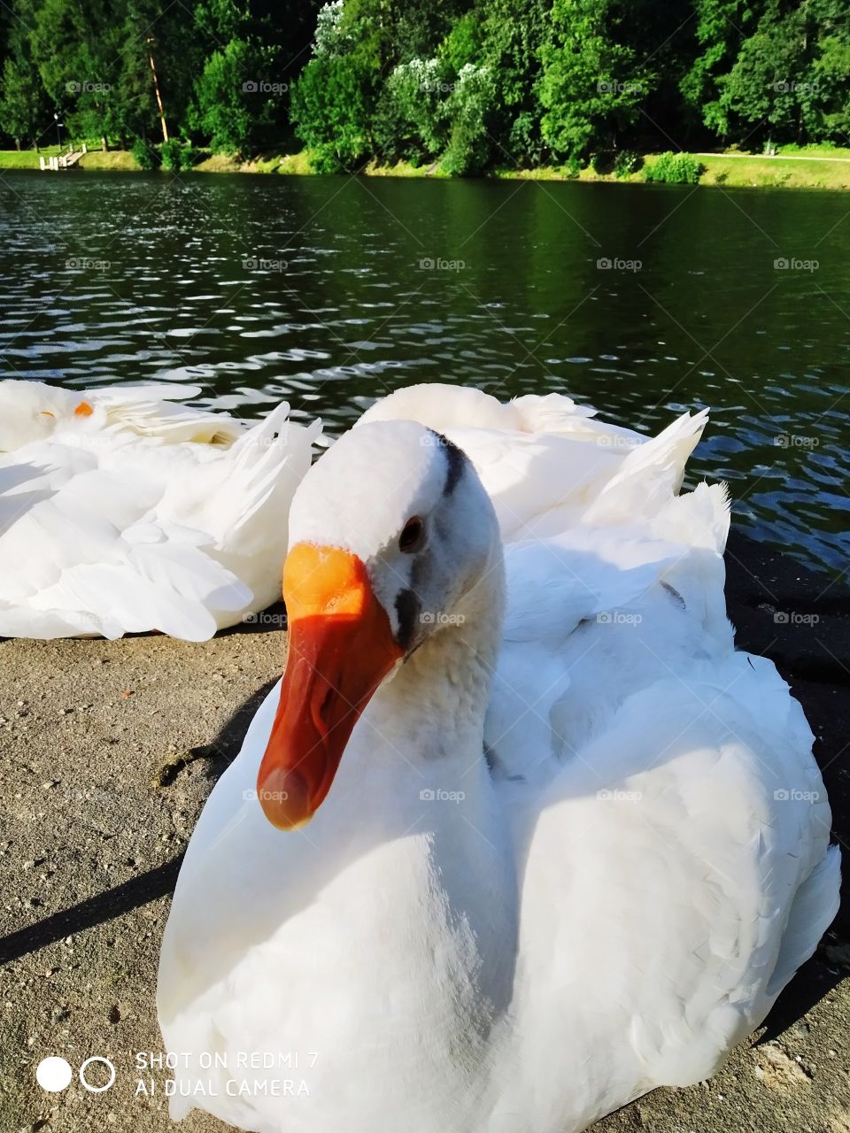 🦢🦢🦢🌎🌞🌕☀