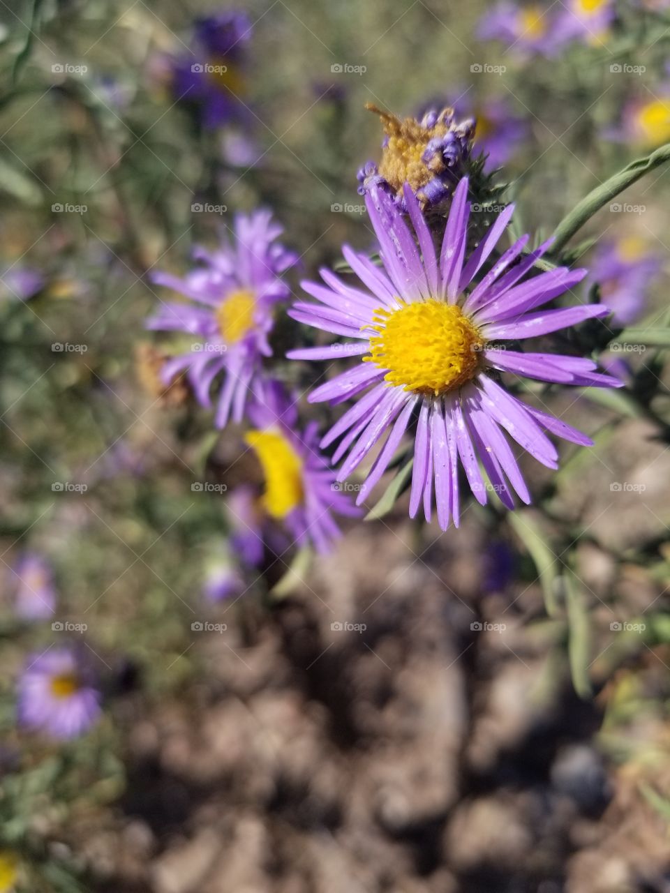 Purple Flower in New Mexico