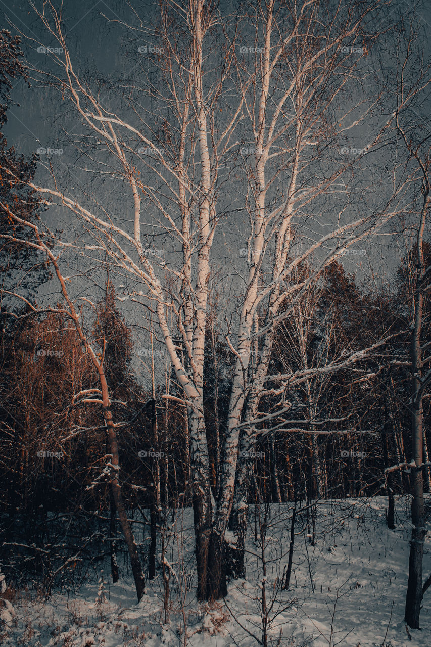 Forest, frozen lake and tranquility