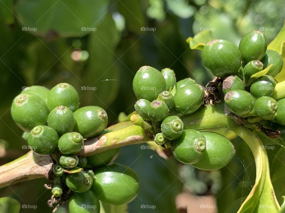 Coffee beans growing on a tree