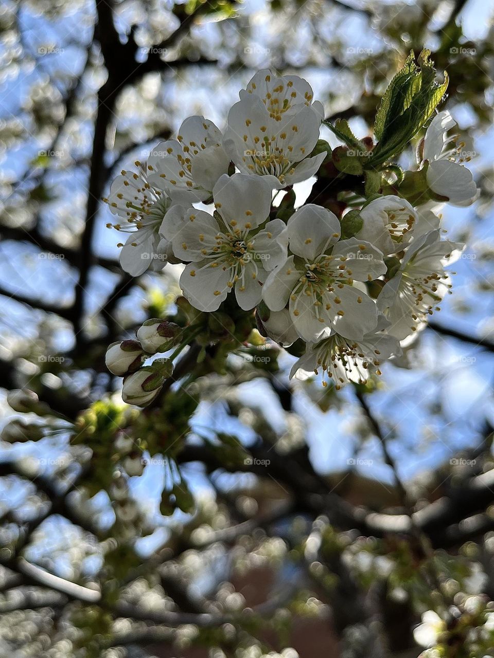 Springtime tree flowers. Cherry blossoms in spring 