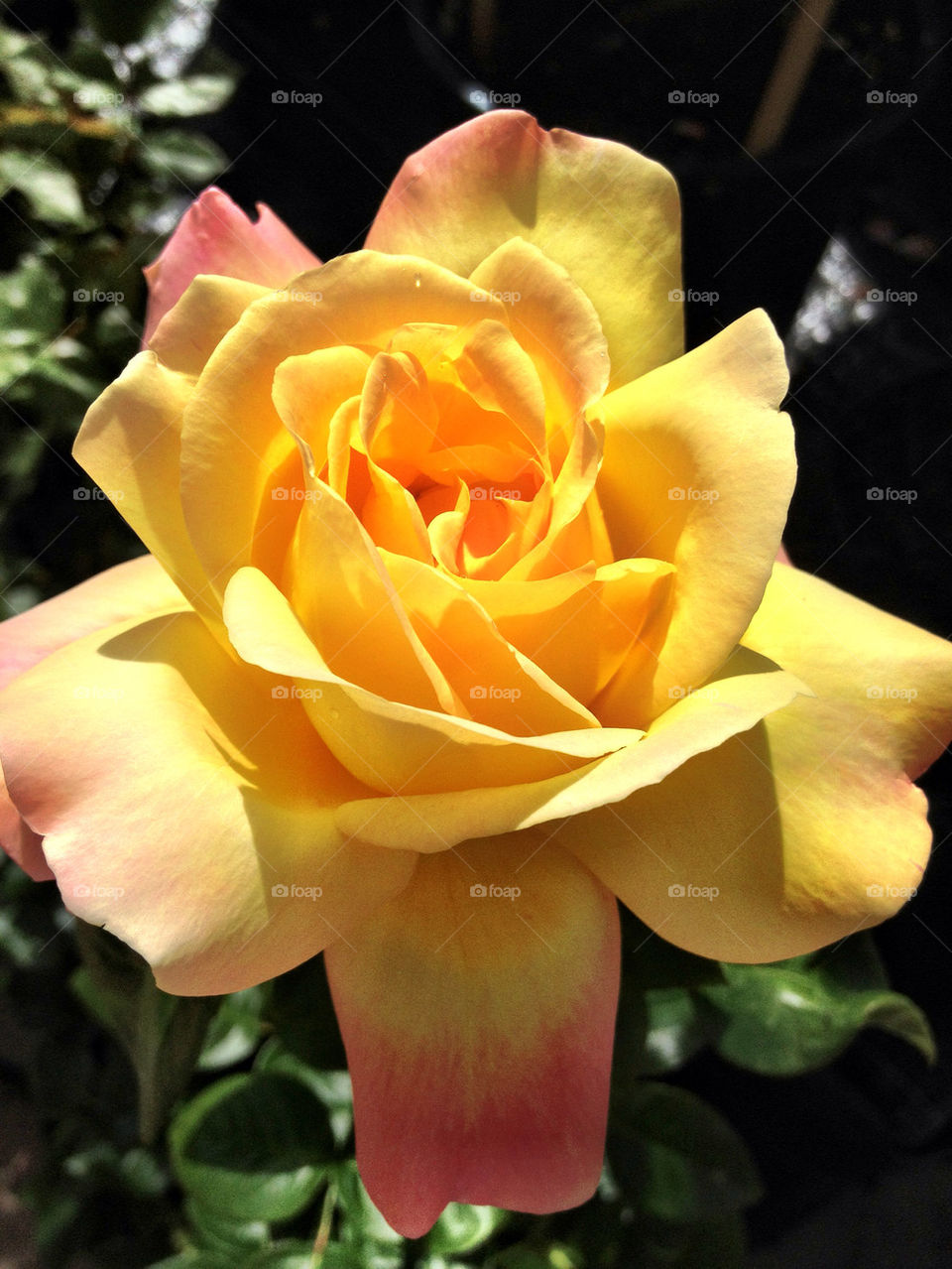 garden yellow pink flower by carina71
