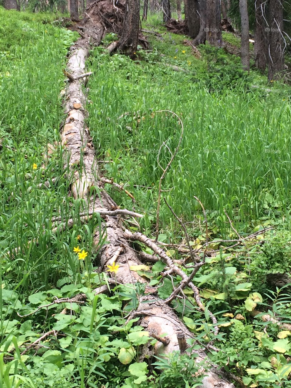 Fallen log