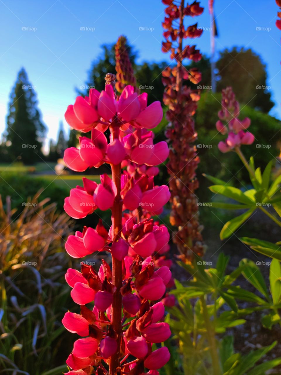 Summer Flower garden