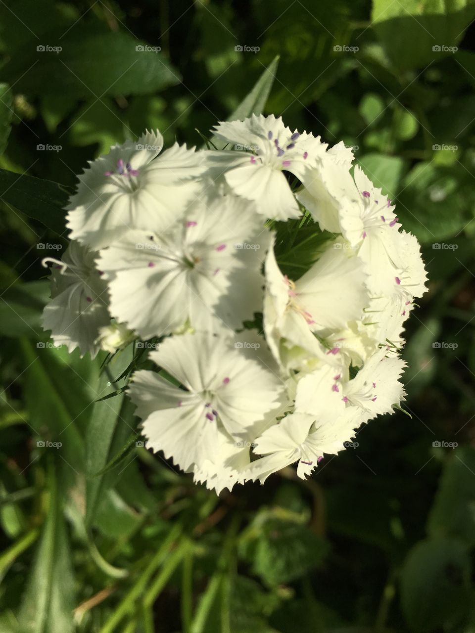 Delicate white flower 