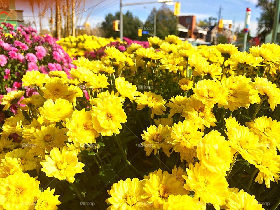 Beautiful yellow flowers 