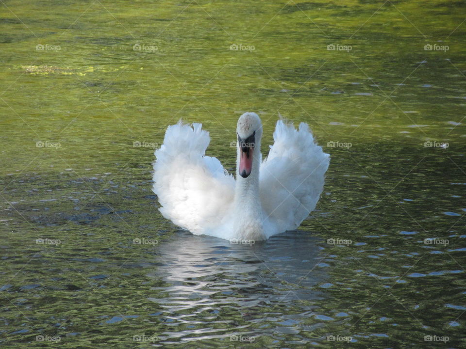 Swan on peaceful water