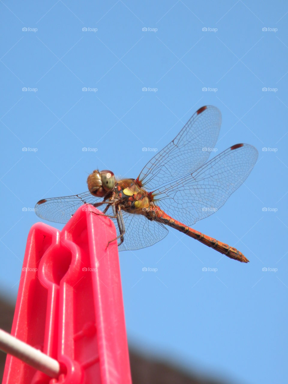 Nature, Dragonfly, No Person, Insect, Summer