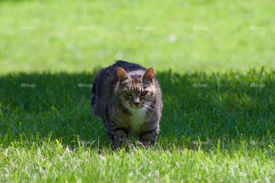 A grey tabby walking in the grass toward the camera