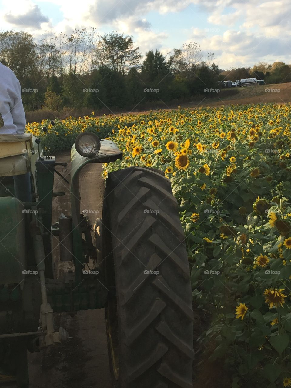Hayride through the Sunflower Field