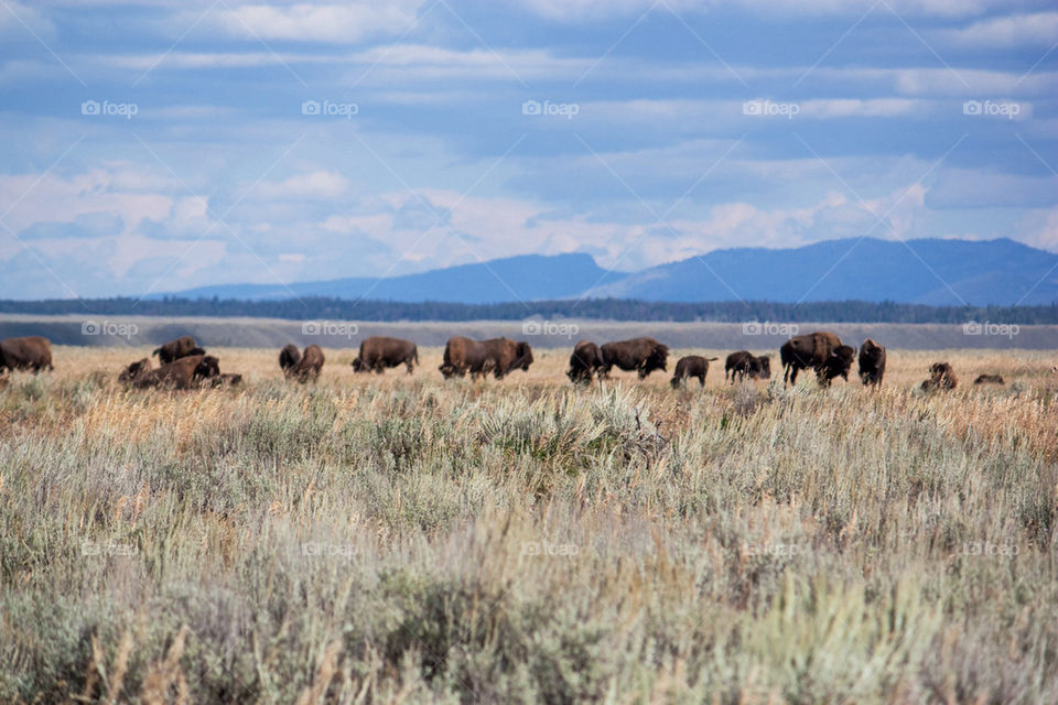 American bisons grazing grass in field