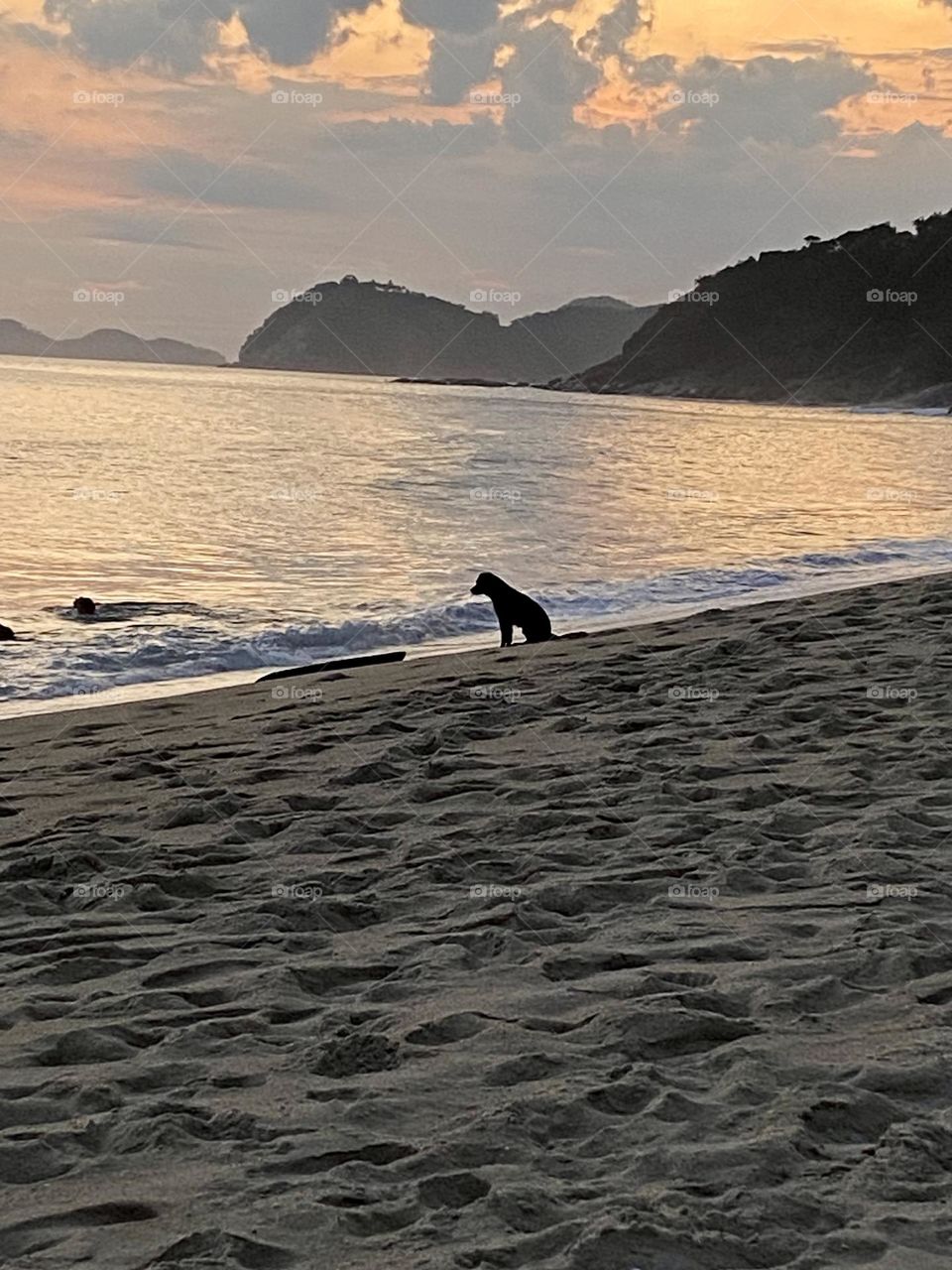Dog beach 