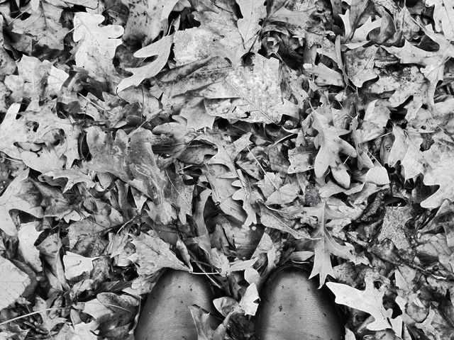 Fall steps 