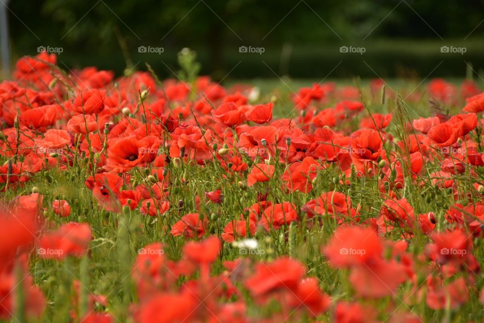 Poppy Fields 