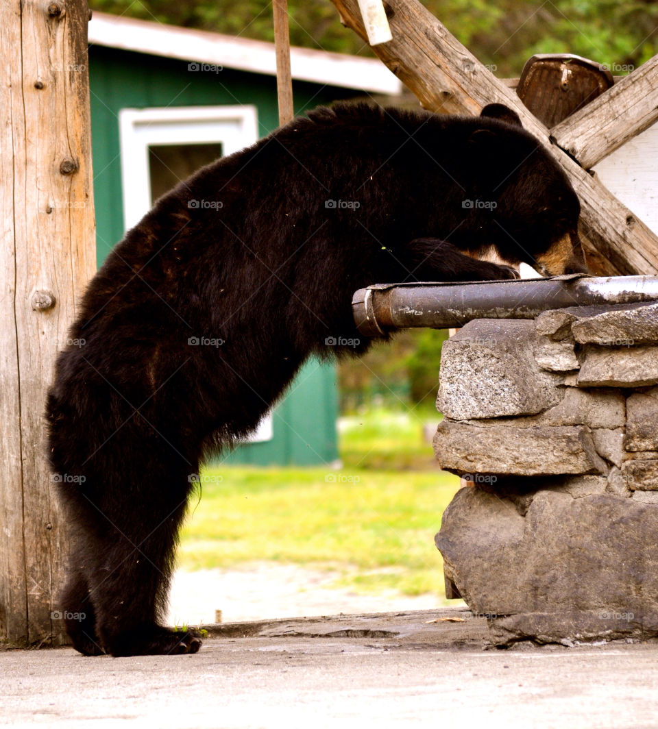 animal eating best lodge by refocusphoto