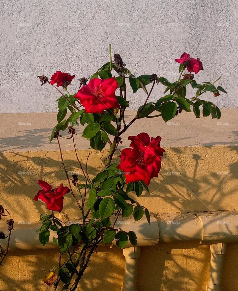 beautiful red 🔴 rose 🌹plant 🌱 in our garden