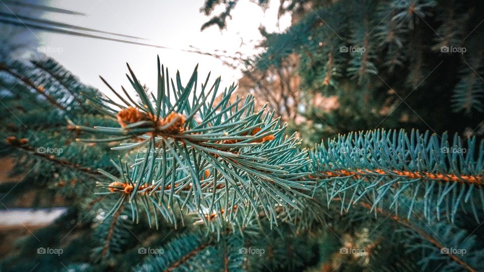 Pine sticking it to the lense.